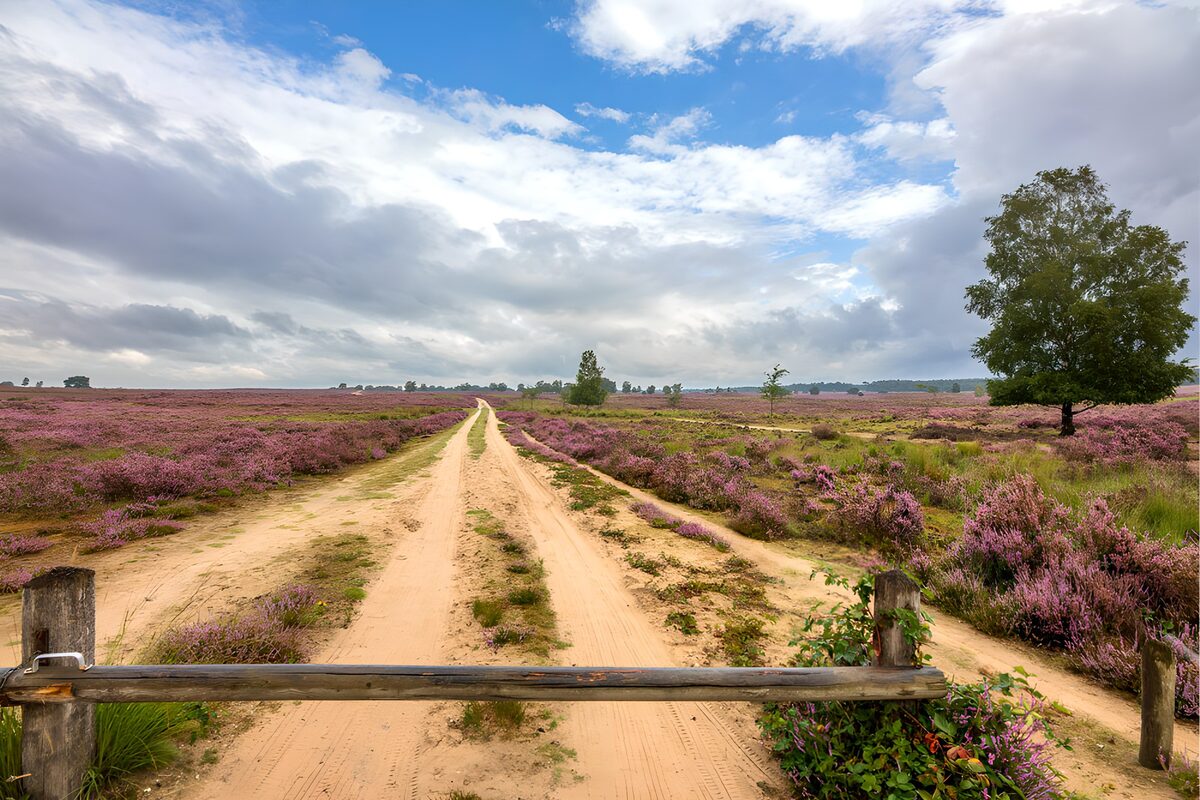 Zandweg door de paarse heide
