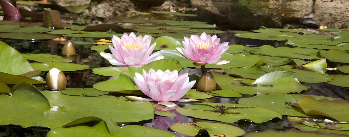 Drie roze waterlelies in de zon