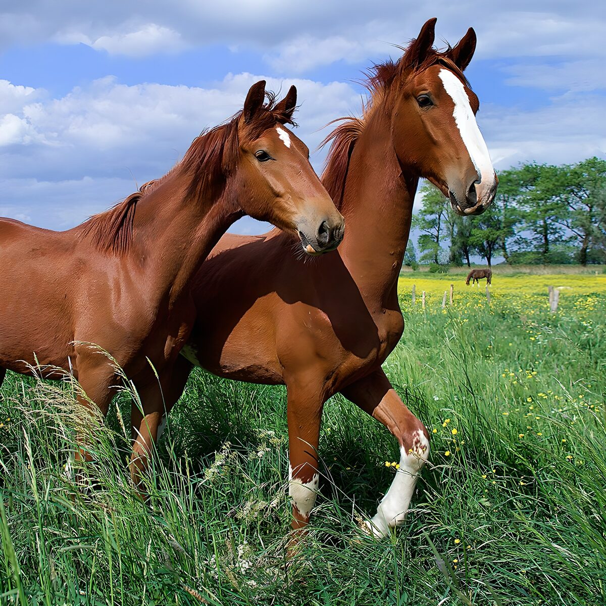 Twee bruine paarden in het hoge gras