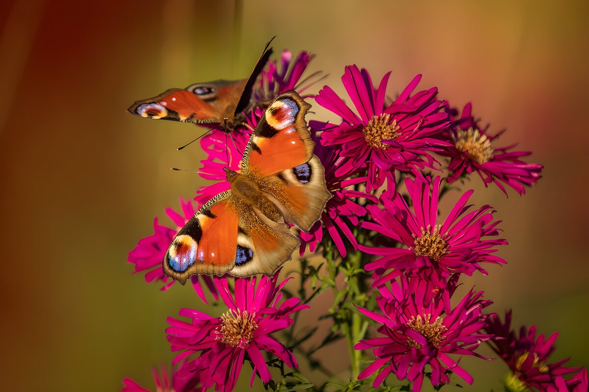 Dagpauwogen op paarsroze asters