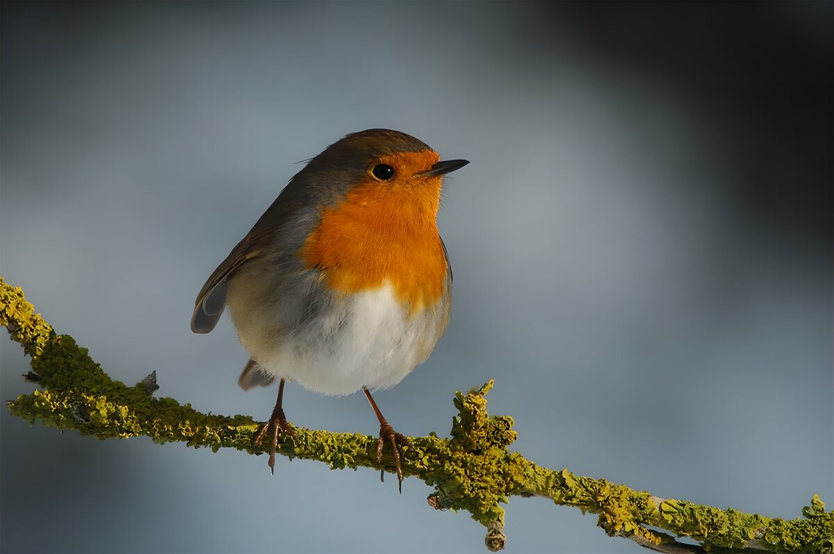Roodborst op een groen begroeide tak