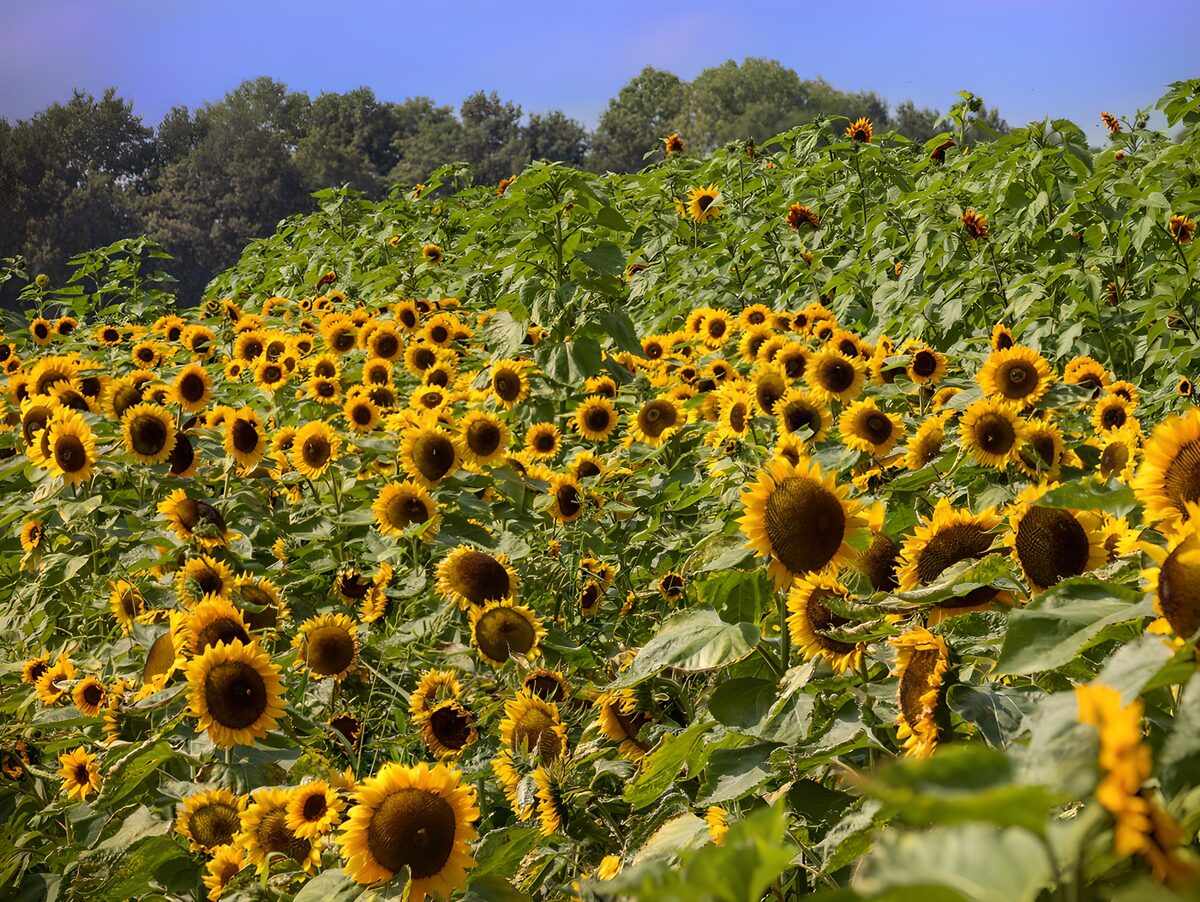 Zonnebloemenveld in de zomerzon