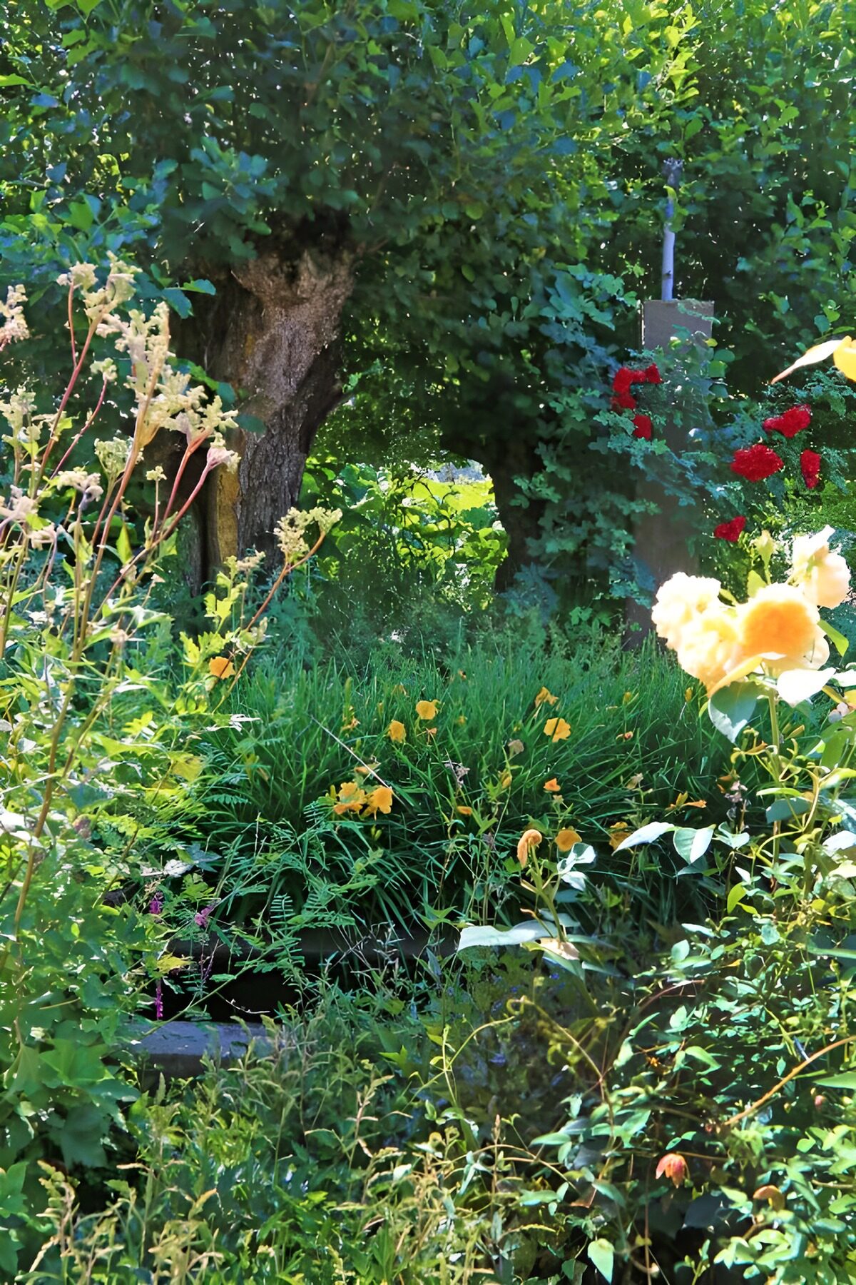 Gele rozen in een weelderige tuin