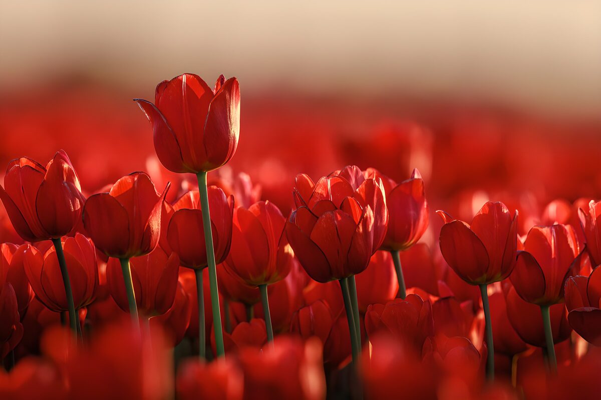 Rode tulpen in warm zonlicht