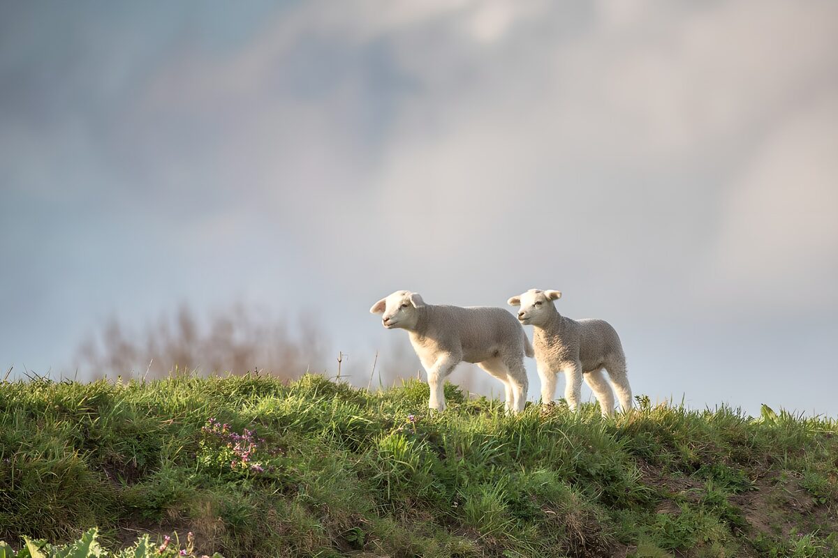 Twee lammeren op een groene heuvel