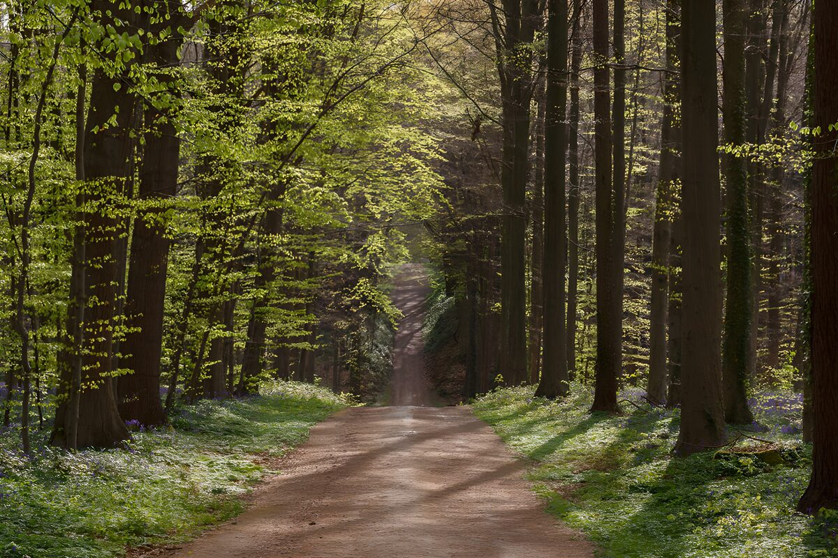 Voorjaarsbos met een zonnig zandpad
