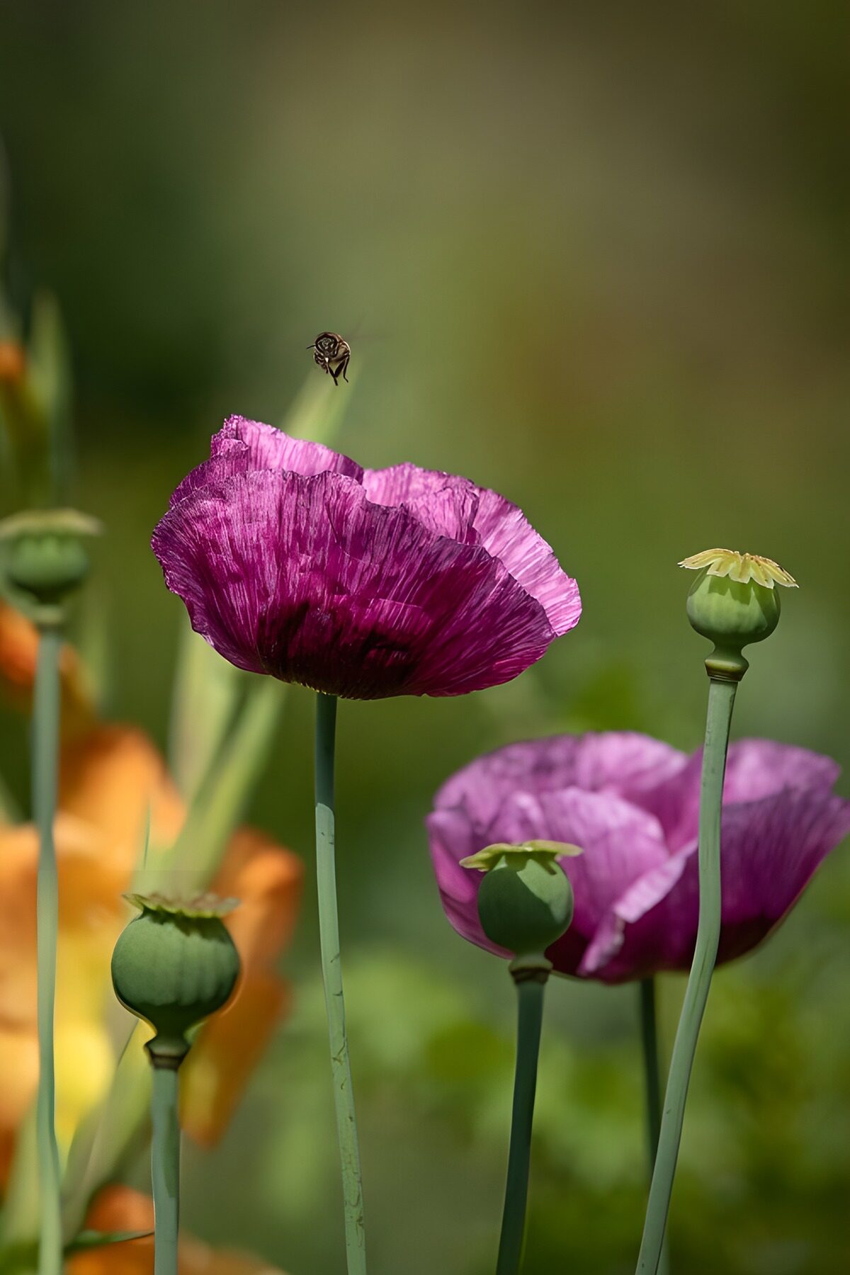 Paarse papavers in zonnig groen