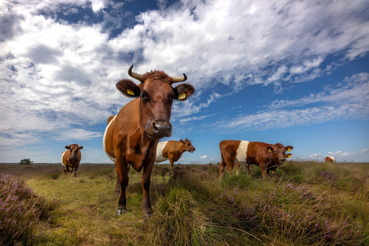 Bruine koeien onder een wolkenlucht