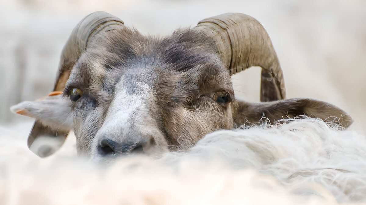 Ram van dichtbij tussen witte wol