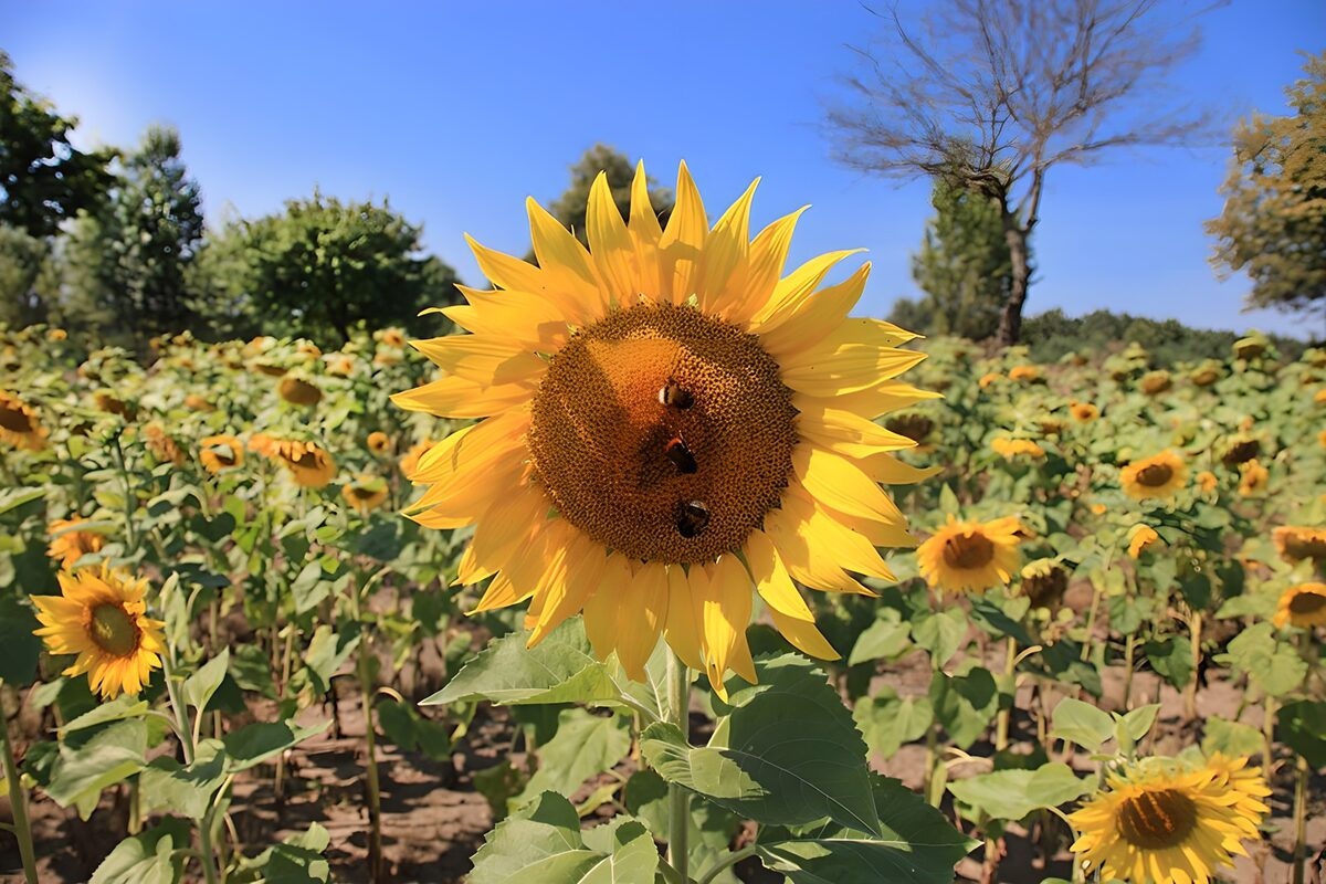 Zonnebloem, gouden hart van het veld