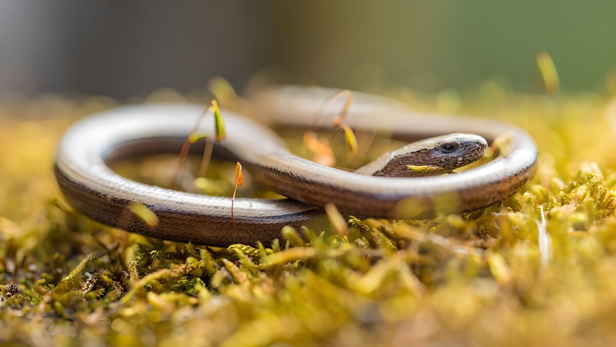 Hazelworm op geelgroen mos