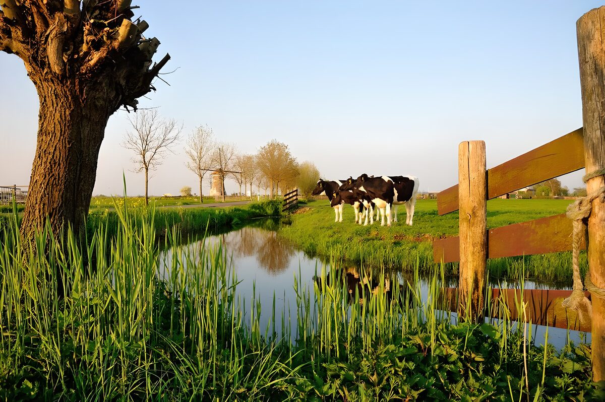 Koeien bij de sloot in warm licht