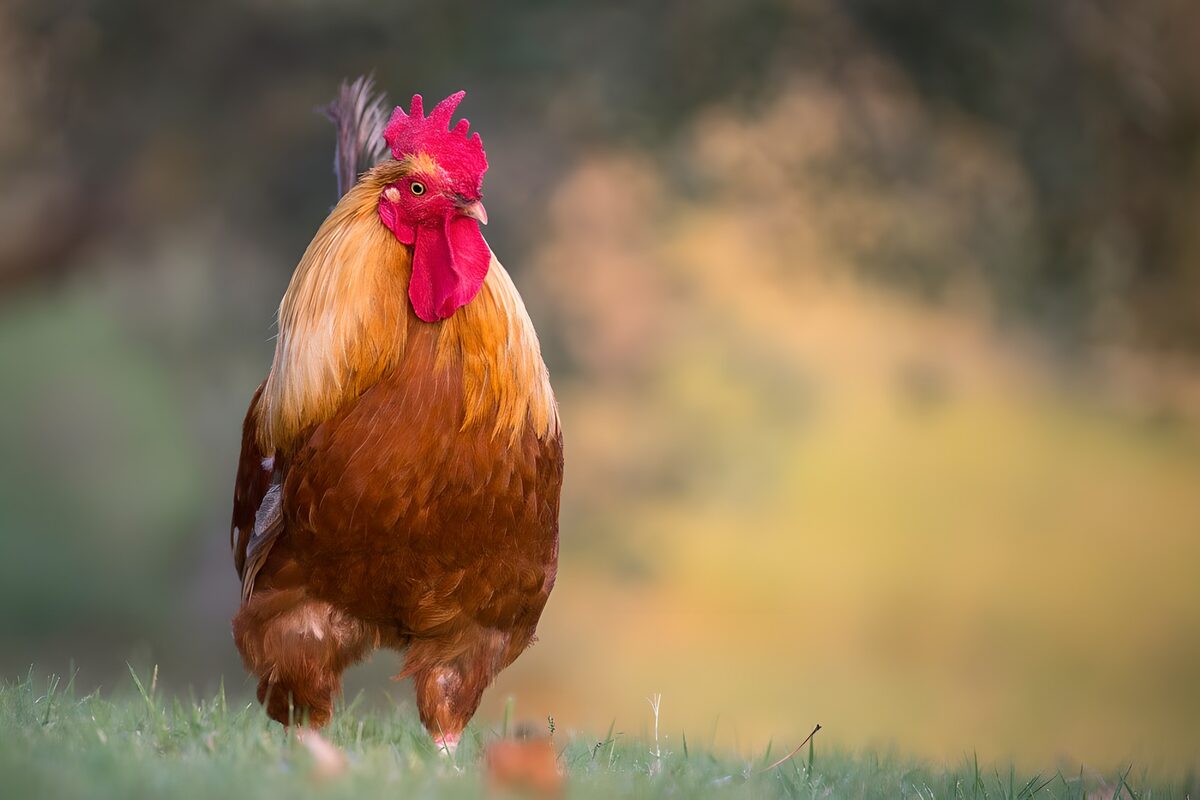 Roodbruine haan in het gras