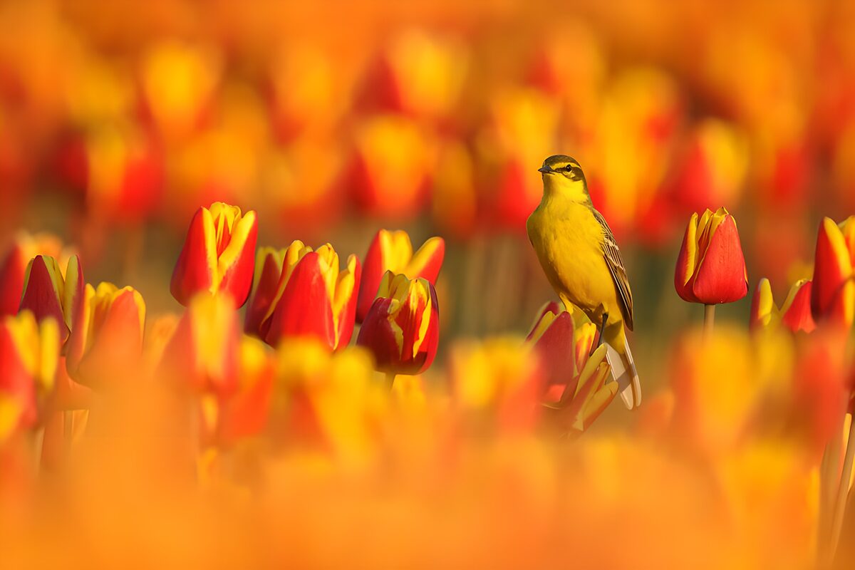 Gele kwikstaart tussen rood-gele tulpen
