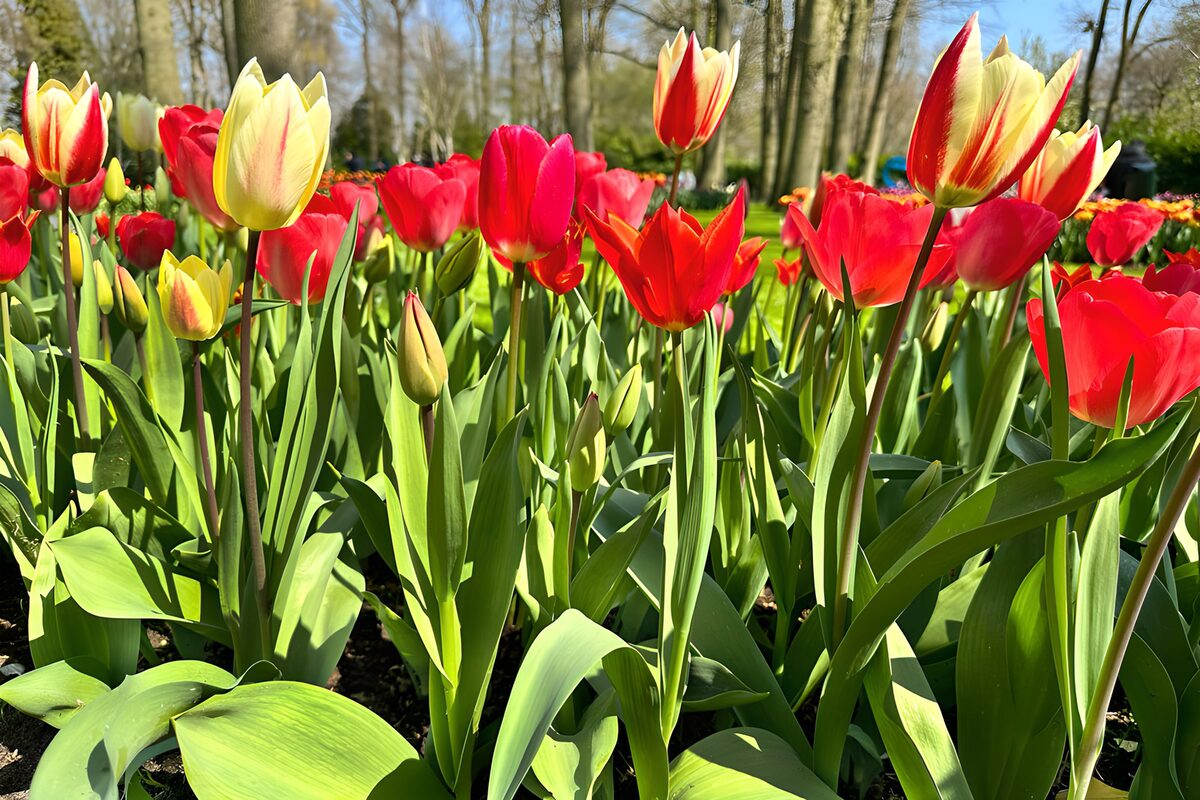 Rode en gele tulpen in de lentezon