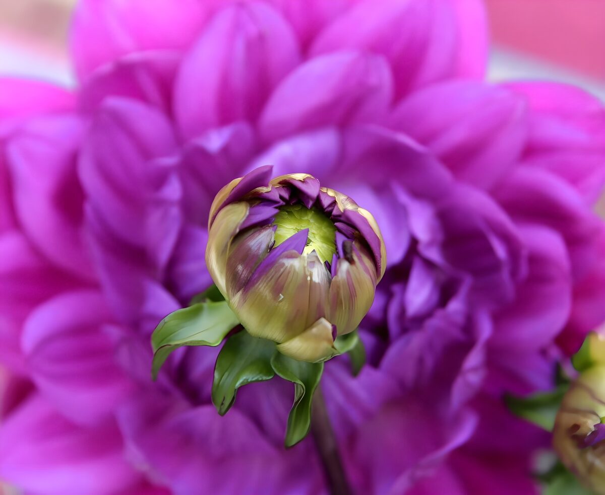 Dahliaknop tegen een paarse bloem