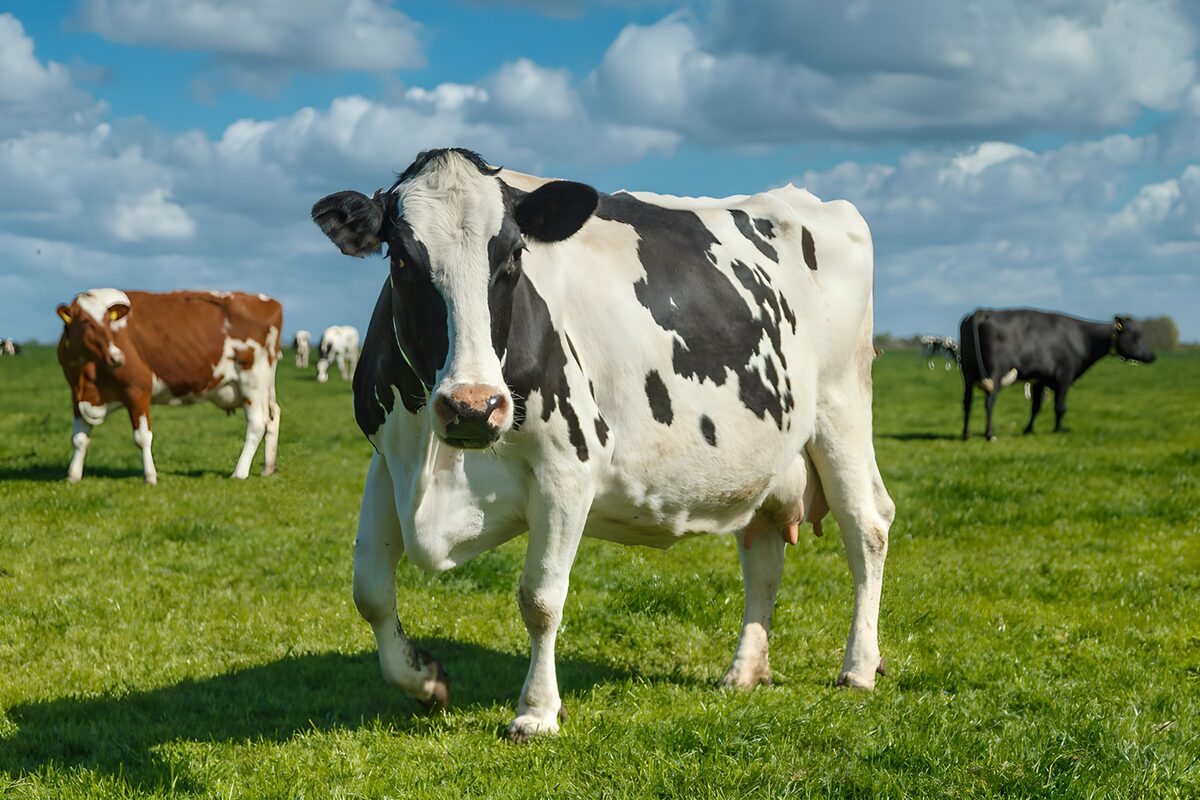 Zwartbonte koe in een zonnige weide