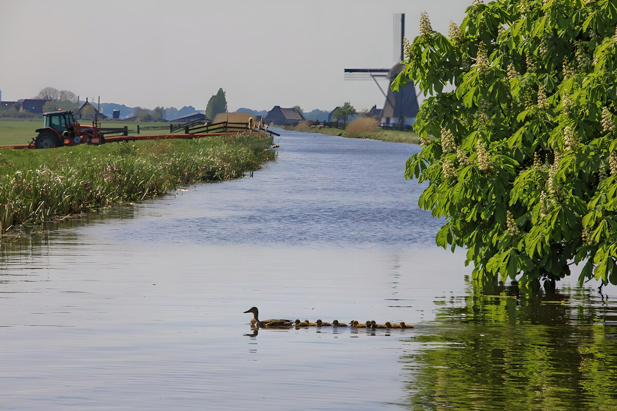 Eend met kuikens bij de molen