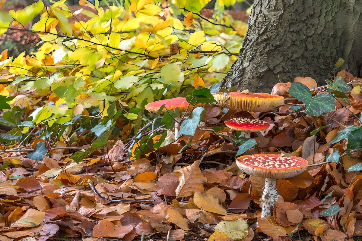 Vliegenzwammen tussen herfstbladeren