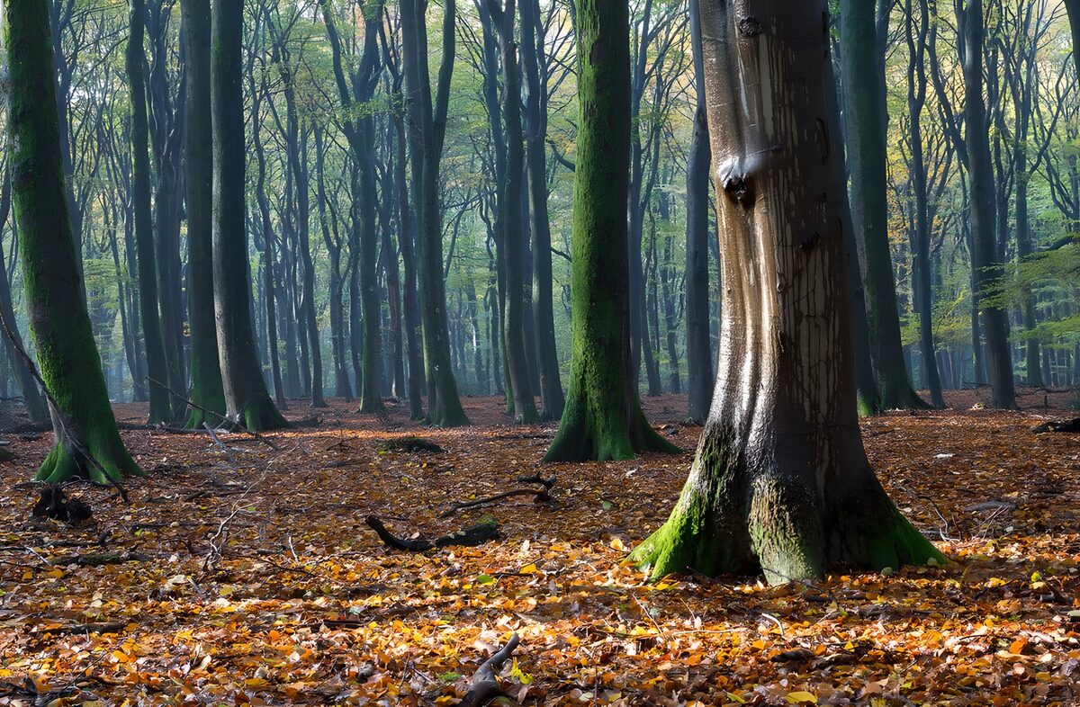 Herfstbos met mosgroene stammen