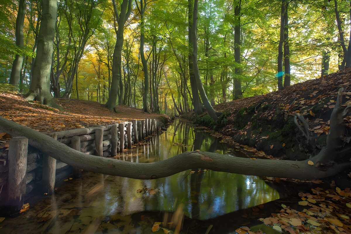 Herfstbos met een spiegelende beek
