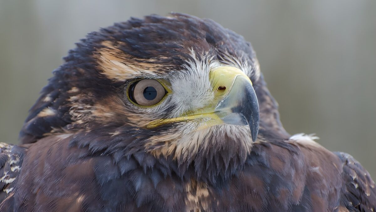 Roofvogel met een scherpe blik