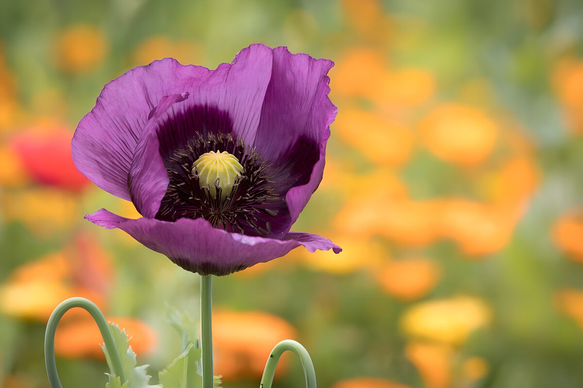 Paarse papaver tegen een warme bloemenwaas
