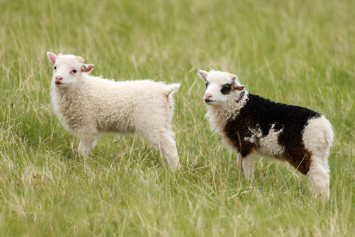 Twee lammeren in het hoge gras