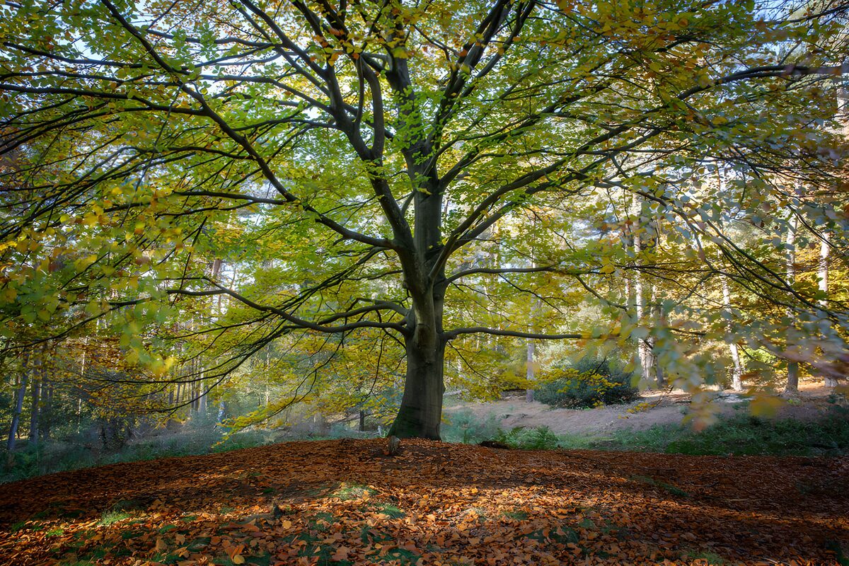 Brede boom in het herfstbos