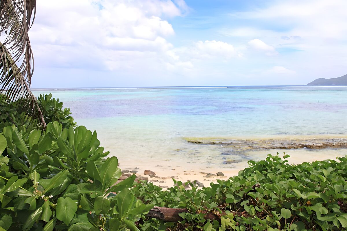 Turquoise zee achter groen kustblad