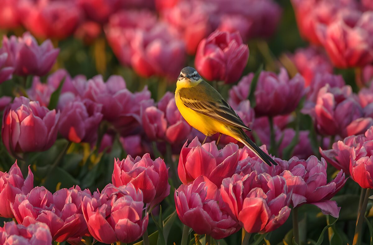 Kwikstaart op de eerste tulpenrij