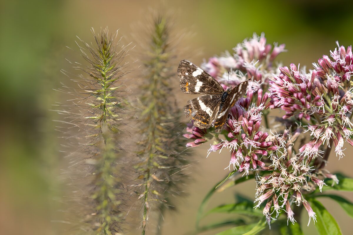 Vlinder op roze bloemen in de zon