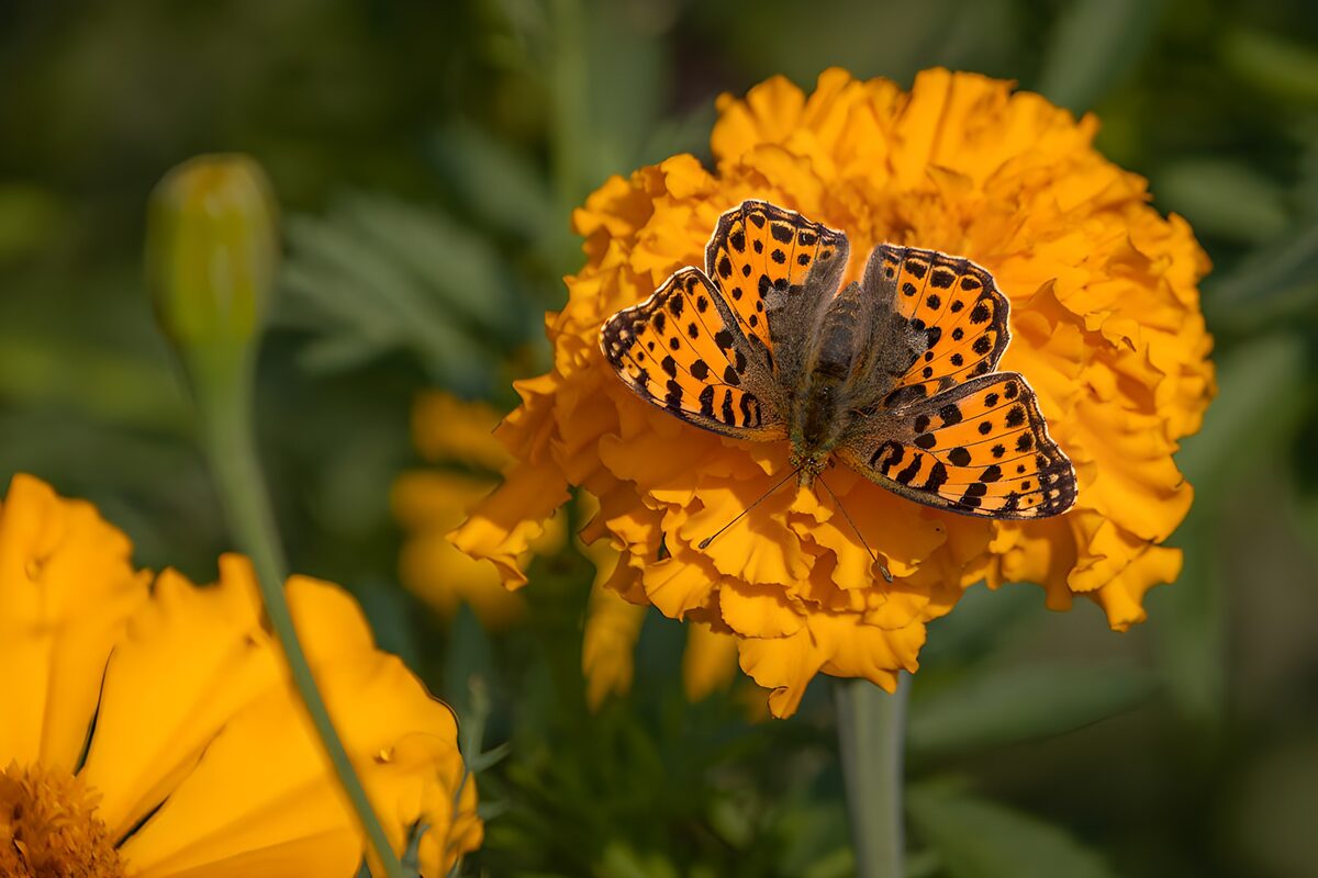 Gevlekte vlinder op een oranje bloem
