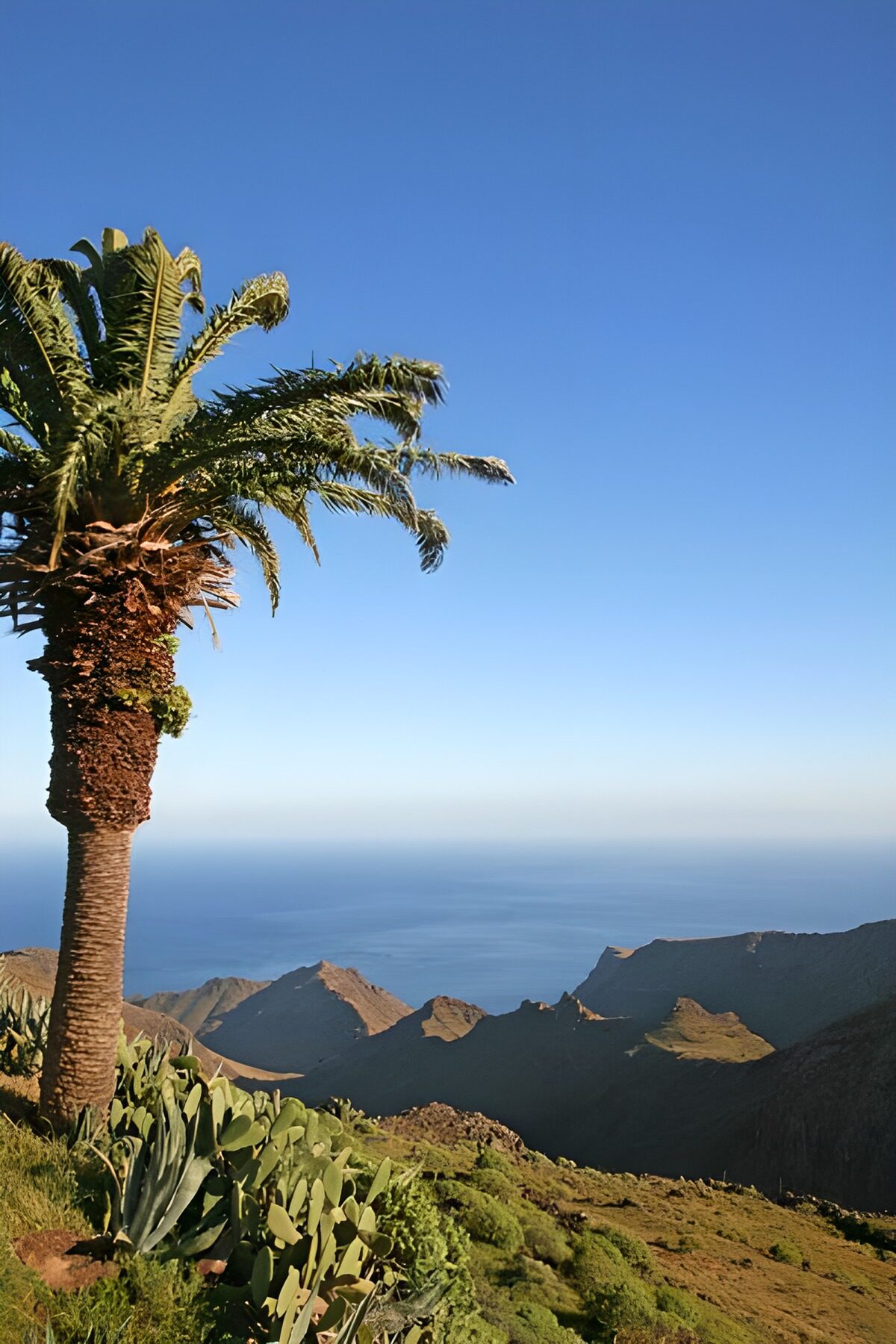 Palmboom boven de rotskust