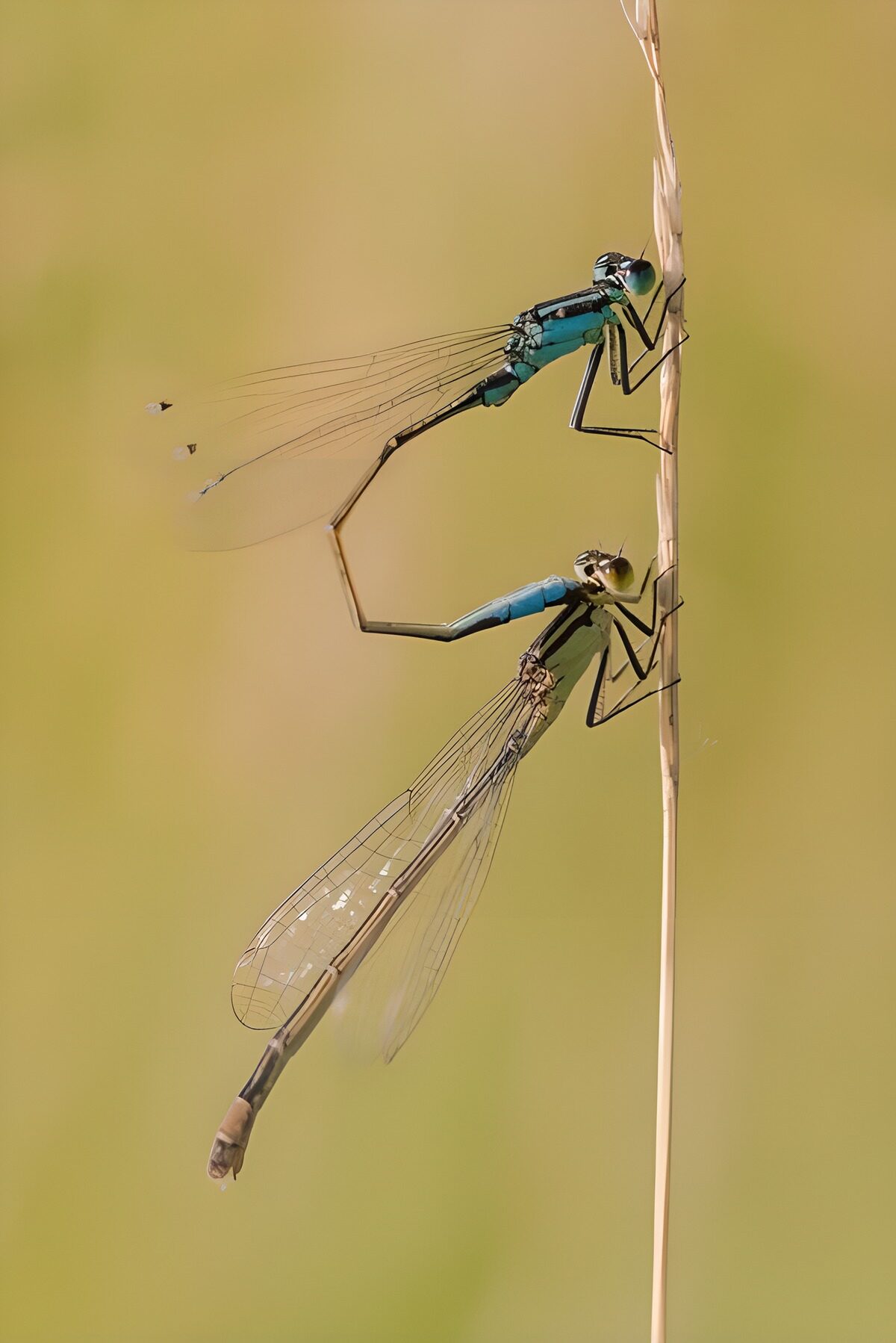 Twee juffers samen aan een stengel