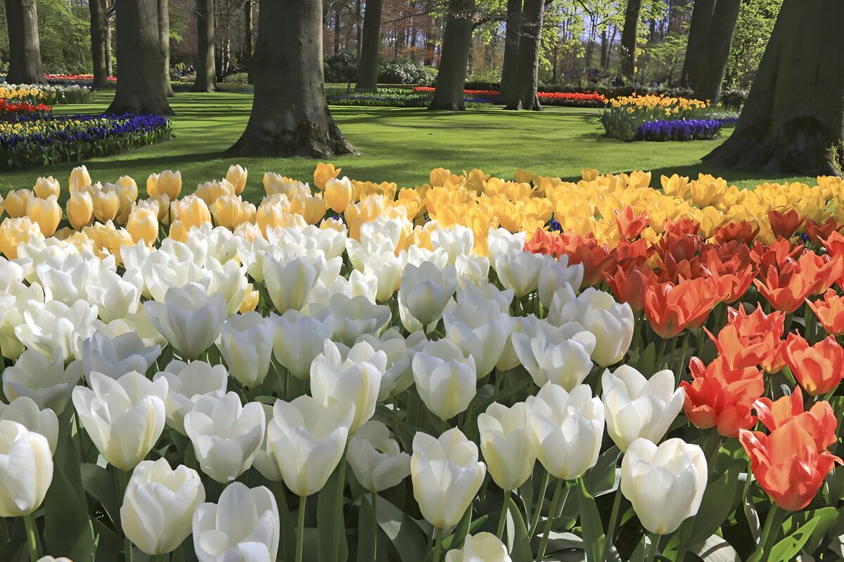 Witte, gele en rode tulpen tussen bomen