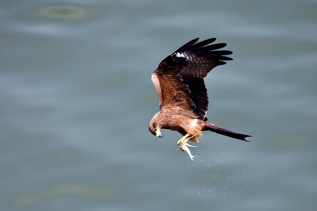Bruine roofvogel met vis in de klauwen