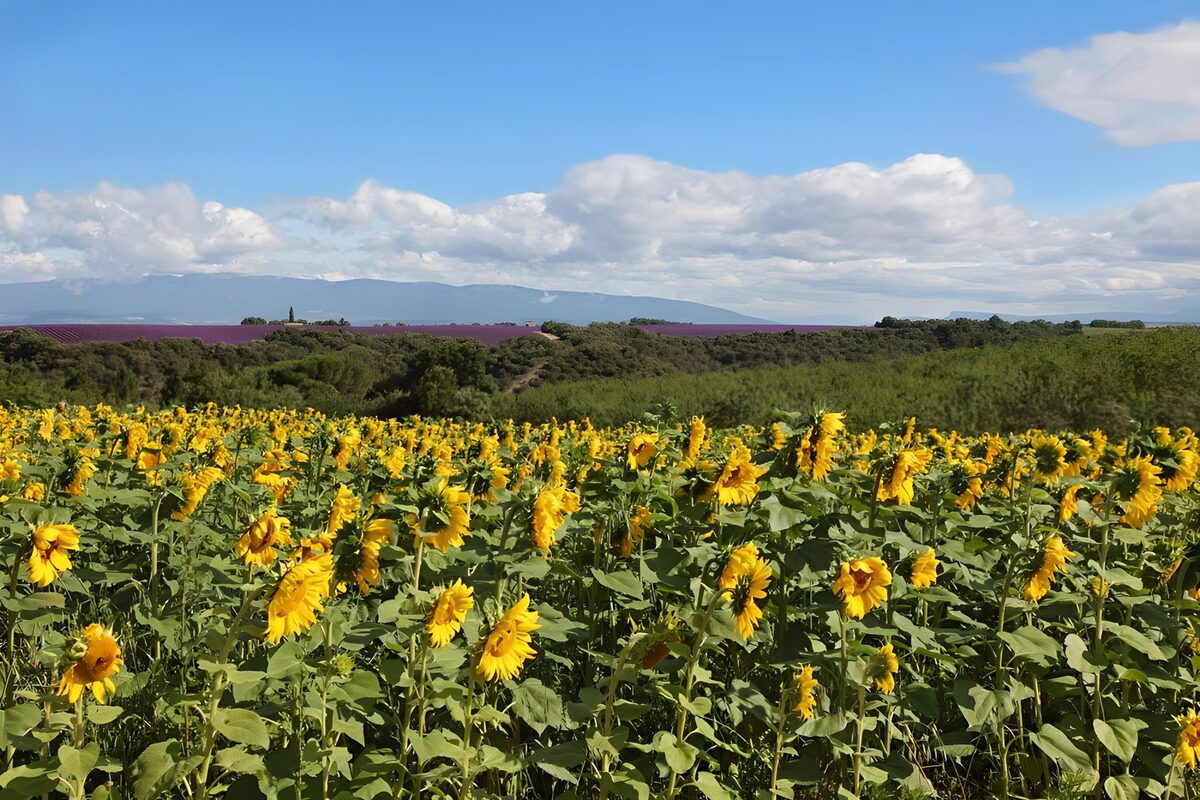Zonnebloemen onder een wolkenlucht