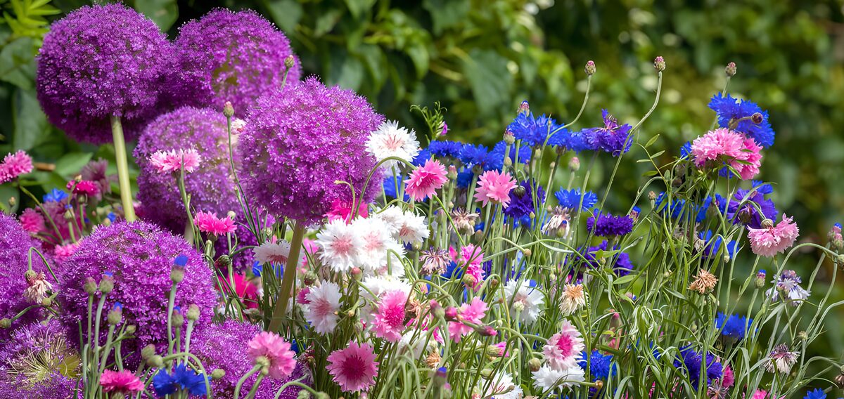 Paarse sieruien en bonte korenbloemen