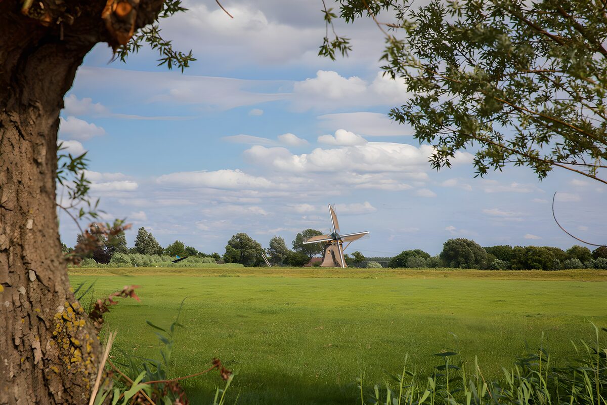 Windmolen achter een groene weide