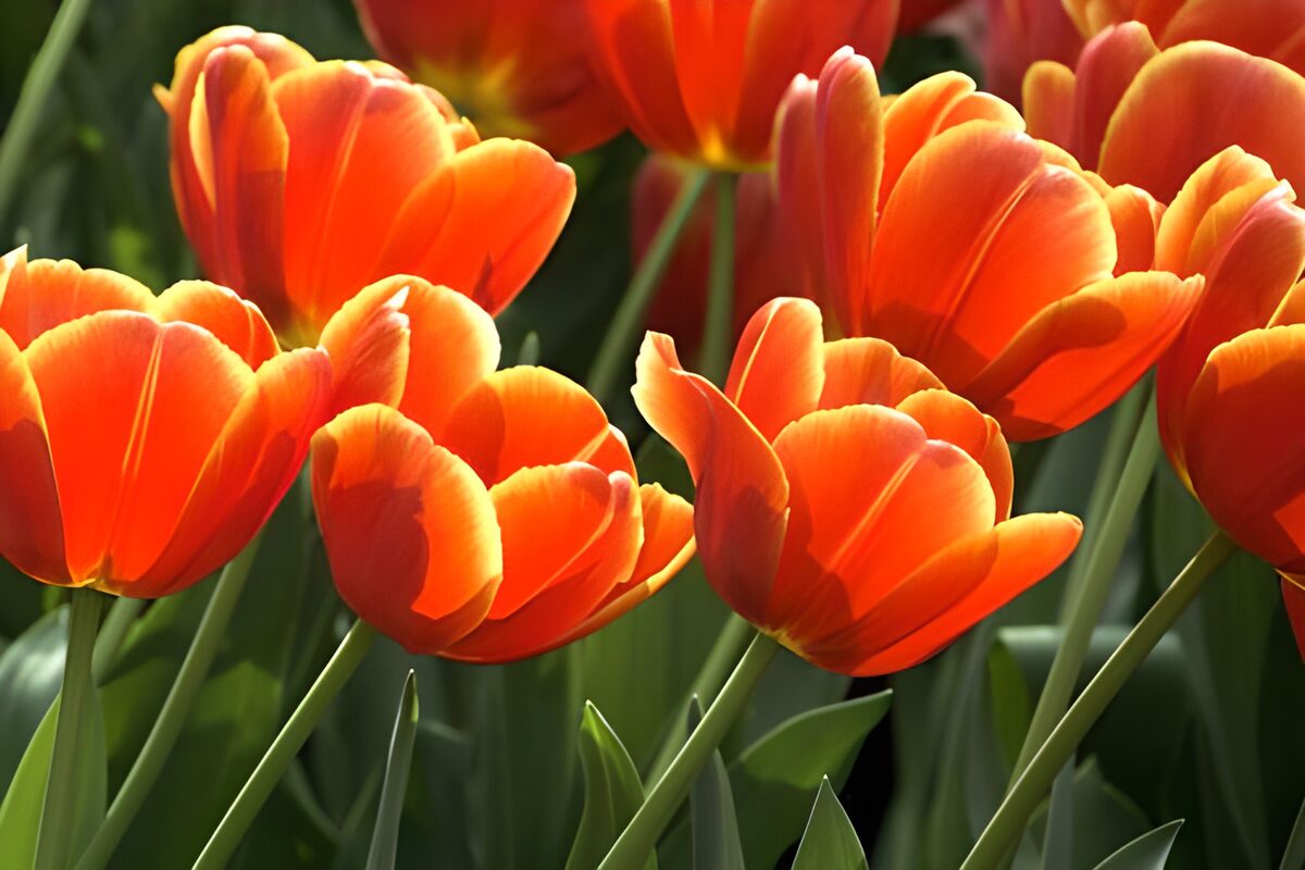 Oranje tulpen in het zonlicht