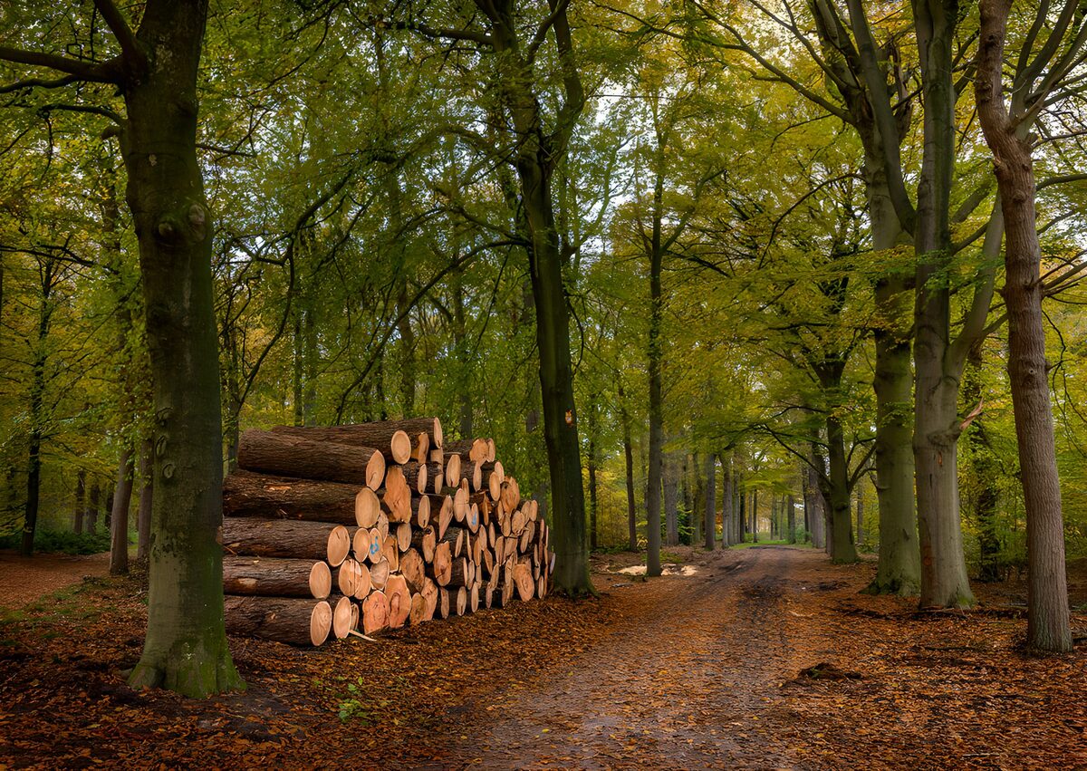 Herfstbos met een stapel boomstammen