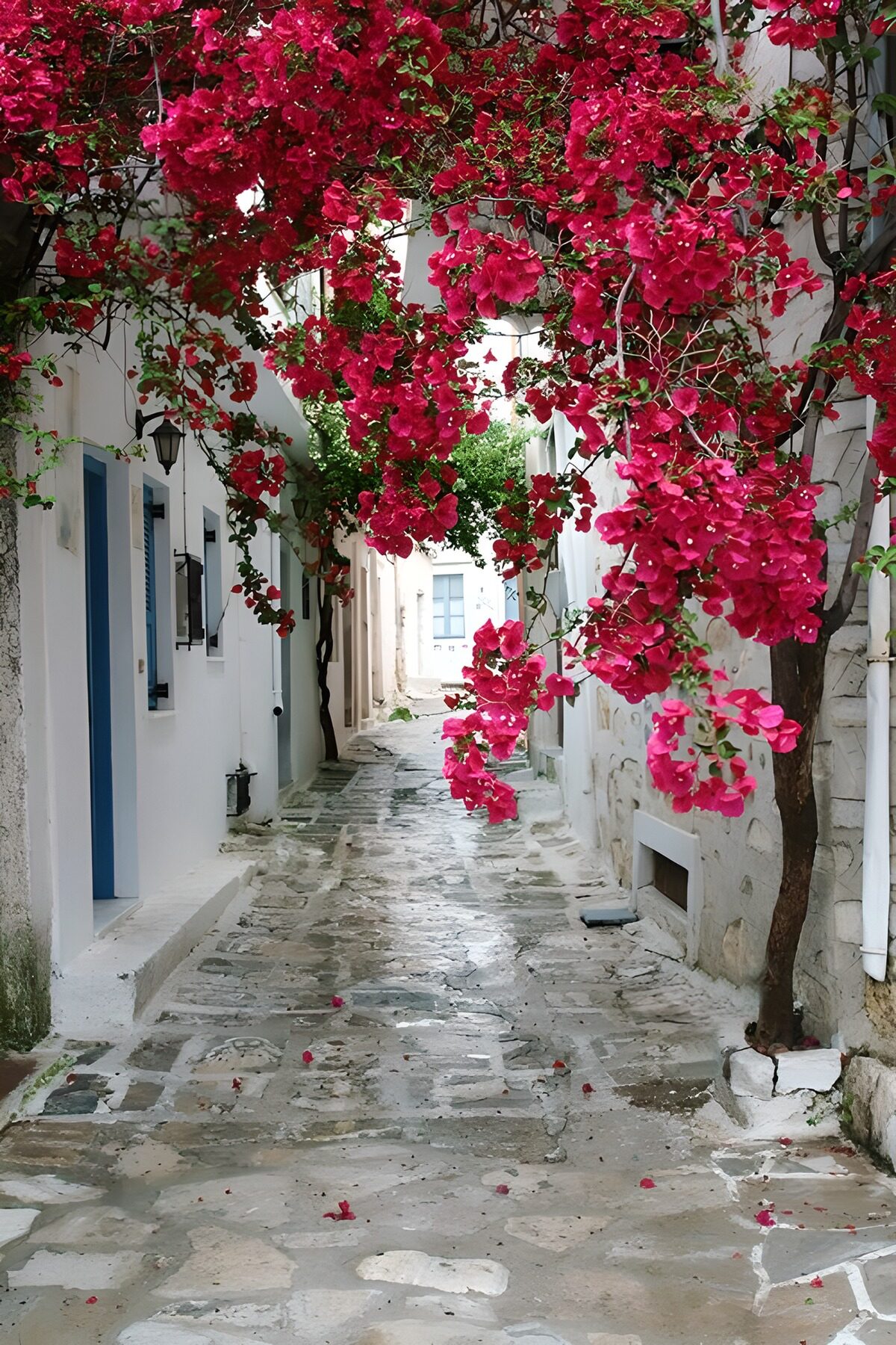 Wit steegje onder roze bougainvillea