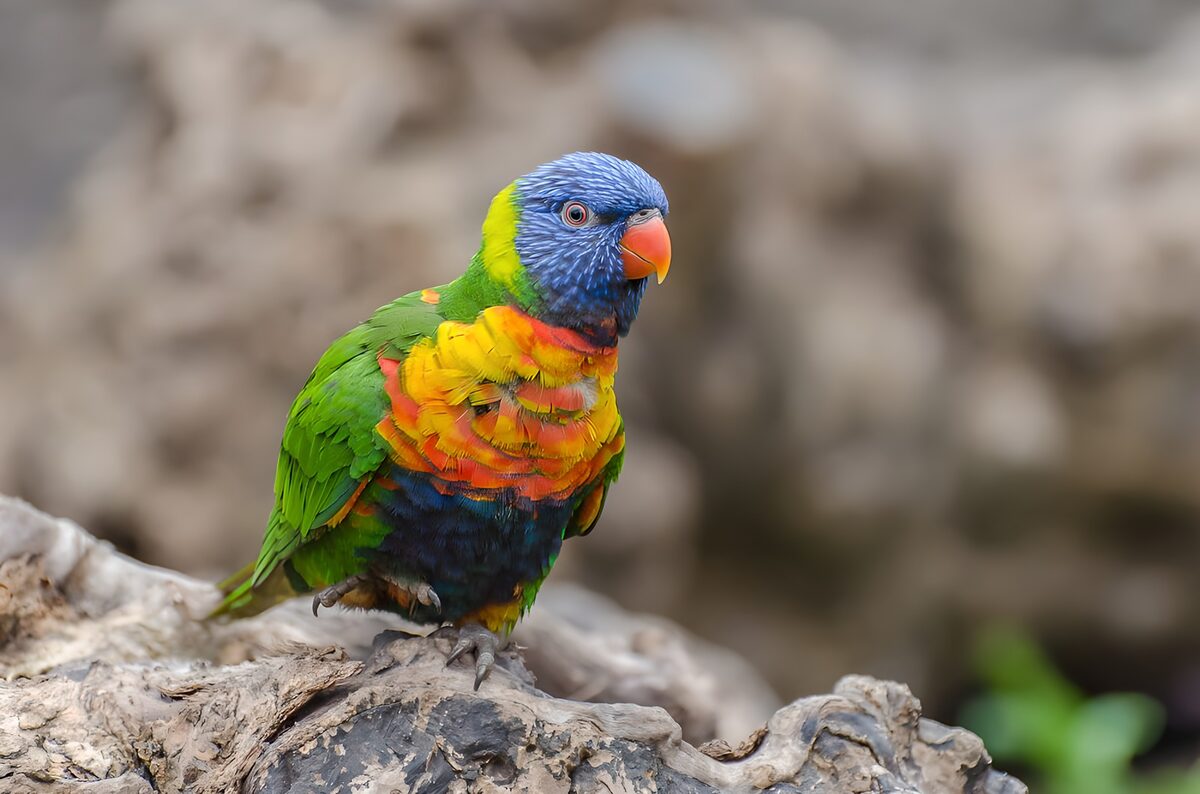 Kleurrijke lori op een verweerde boomstam