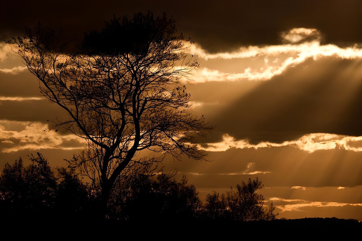 Boomsilhouet in gouden avondlicht