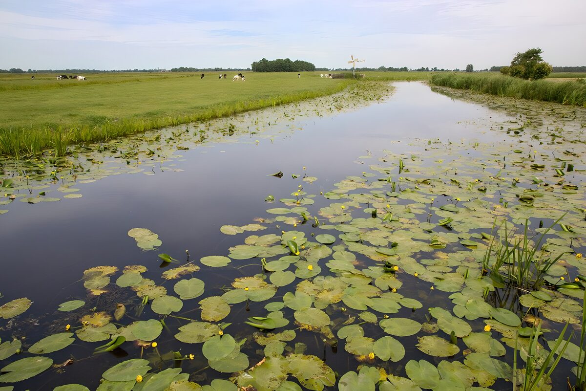 Sloot met gele plomp en grazende koeien