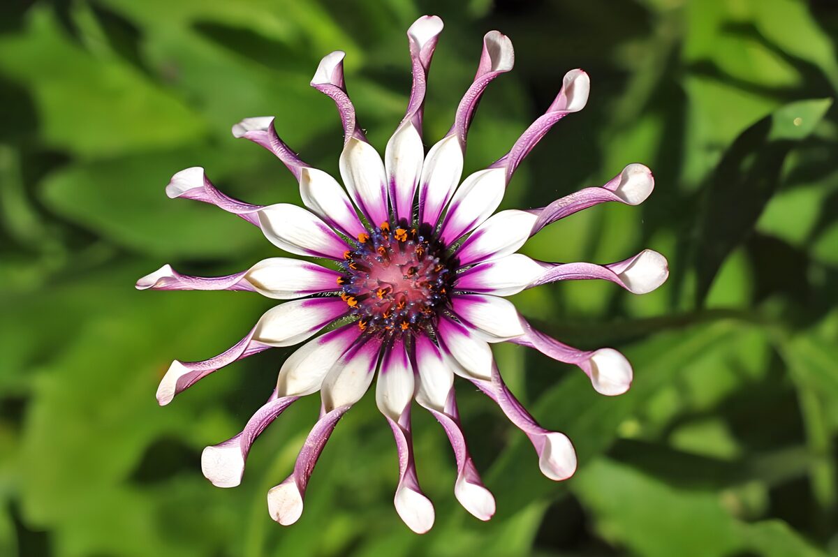 Wit-paarse bloem met lepelblaadjes