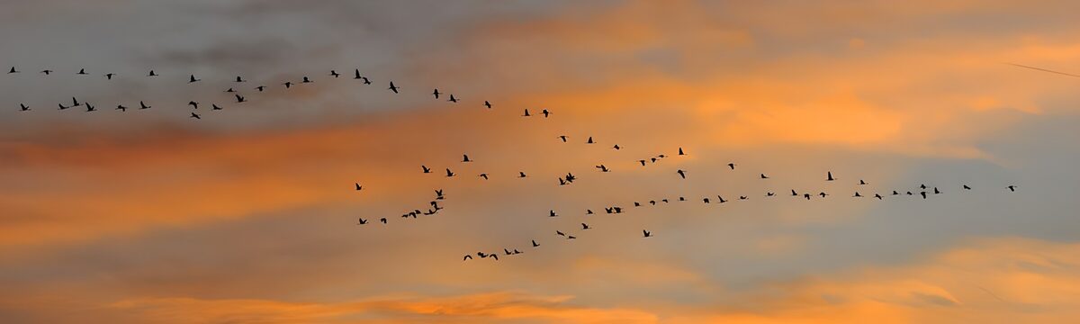 Vogels in een oranje avondlucht