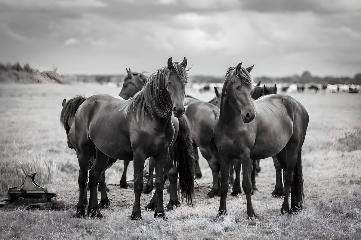 Twee paarden vooraan in de kudde