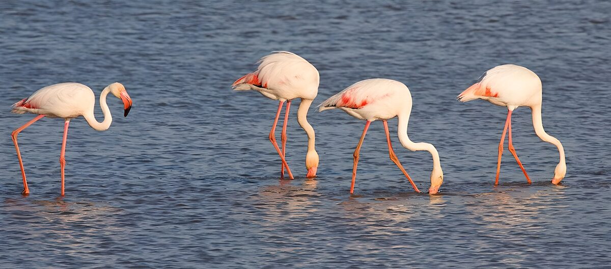 Vier flamingo’s in blauwgrijs water